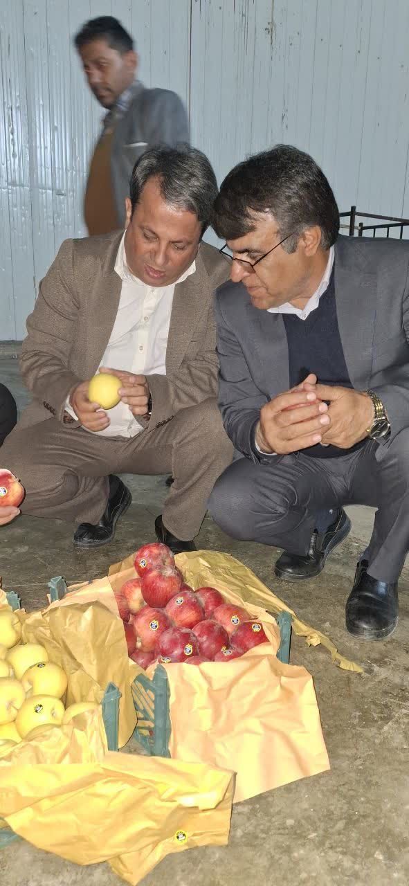  ارزیابی روند ذخیره‌سازی و توزیع میوه شب عید در کهگیلویه و بویراحمد_0